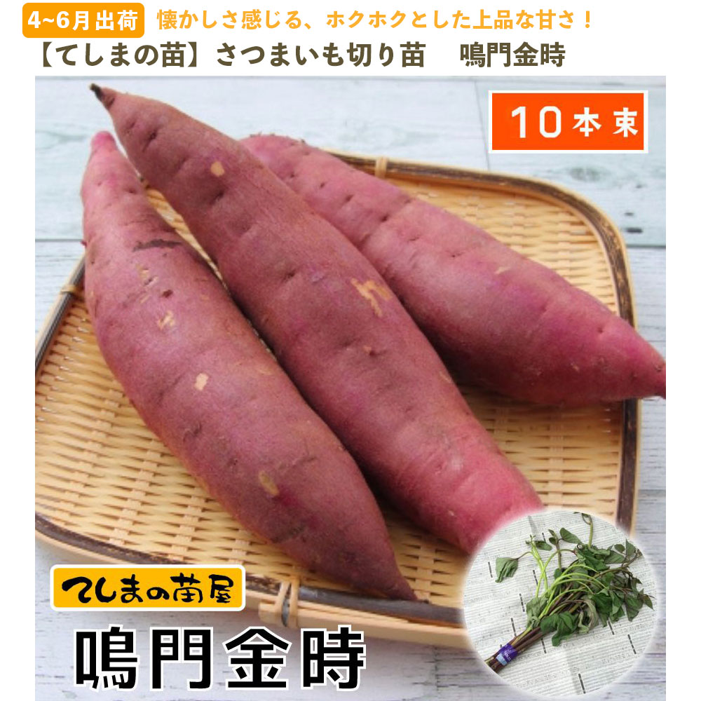 サツマイモの苗・芋づる ご注文・ご相談ページ - 野菜