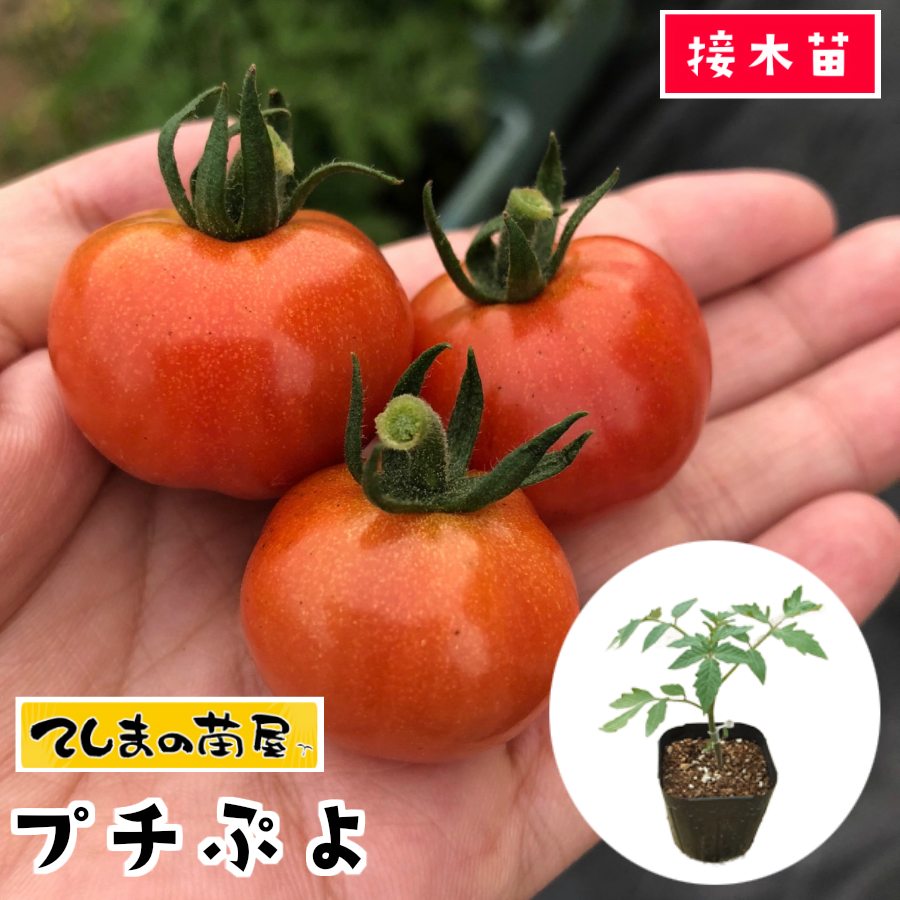 てしまの苗 ミニトマト苗 CFプチぷよ 断根接木苗 野菜苗 9cmポット人気野菜苗