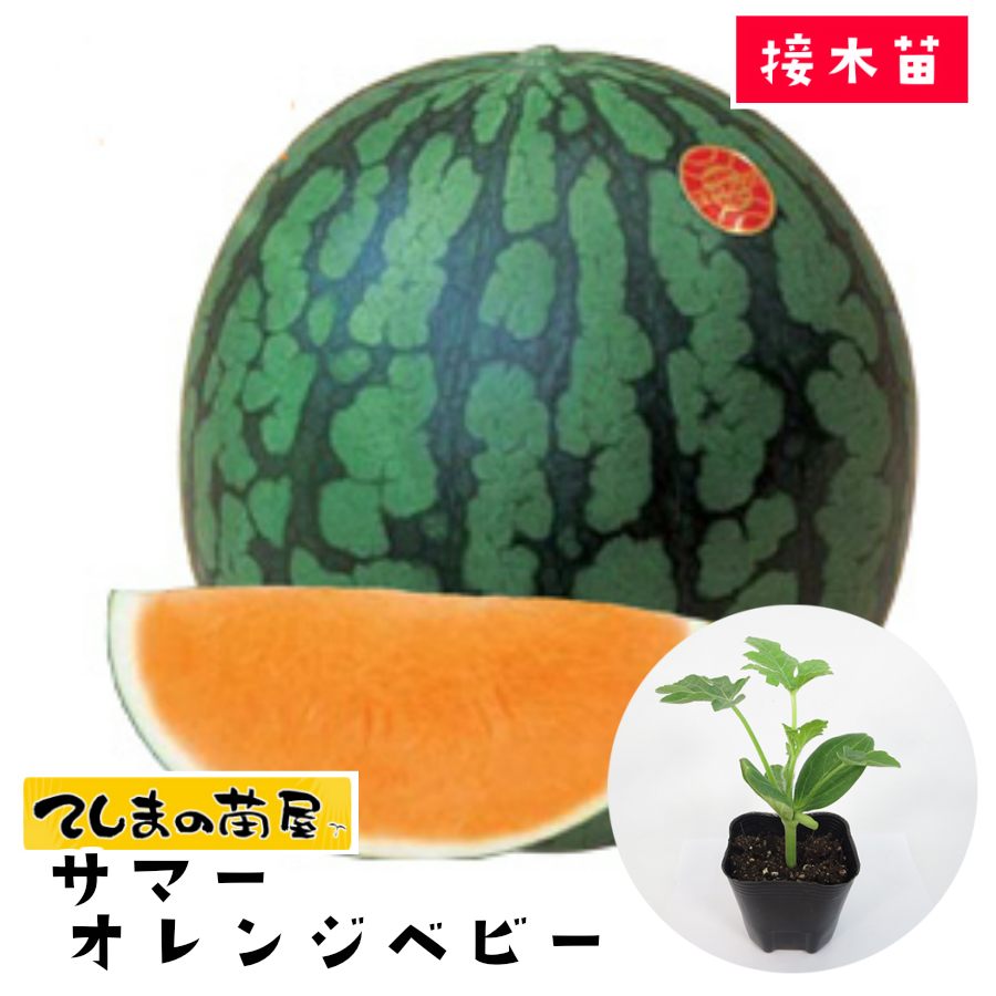 てしまの苗 スイカ苗 サマーオレンジベビー 断根接木苗 野菜苗 9cmポット 人気 : suika-samaorenji-9-1 : てしまの苗屋 -  通販 - Yahoo!ショッピング