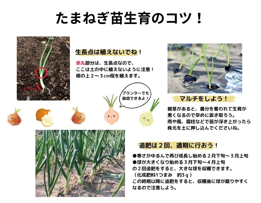 中晩成 たまねぎ苗 約100本束 ネオアース タマネギ苗 抜き苗 【野菜苗