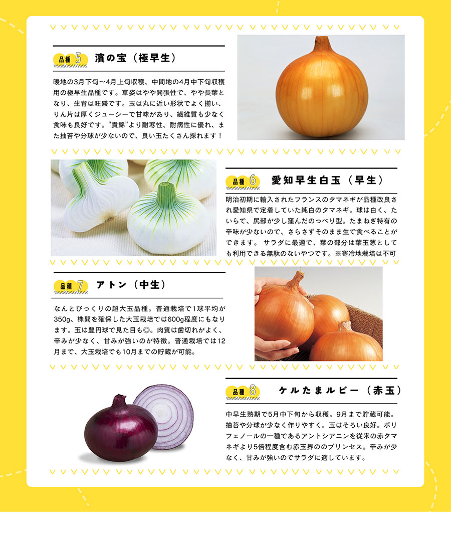 てしまの苗 タマネギセル苗 200穴セル（180本保障） 10月末から順次