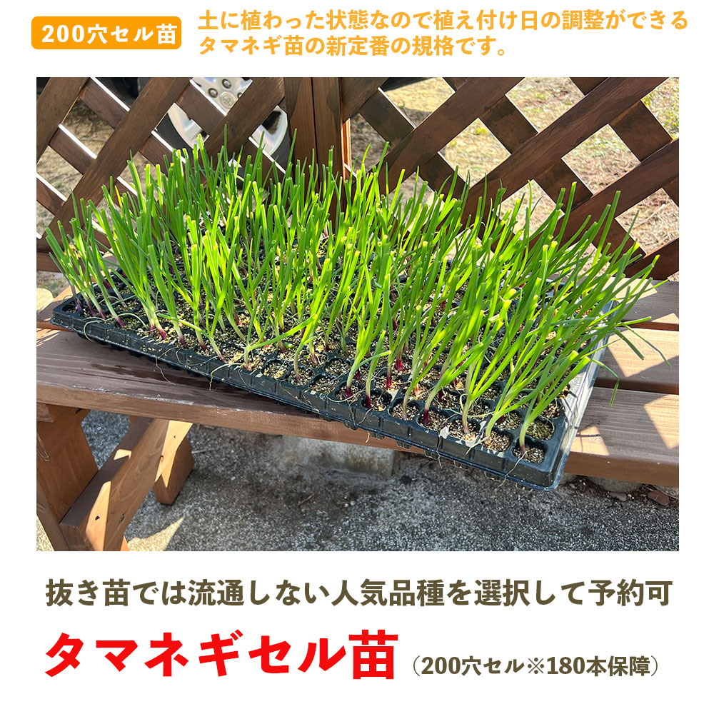 てしまの苗 タマネギセル苗 200穴セル（180本保障） 10月末から順次