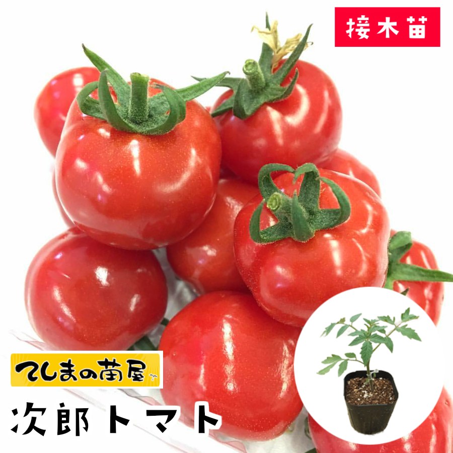 トマト苗9cm→発送縮小7.5cm、 ポット切断加工　トマト桃太郎5/12改定 楽天市場】桃太郎トマト苗 接木 9センチポット 大玉 作りやすい