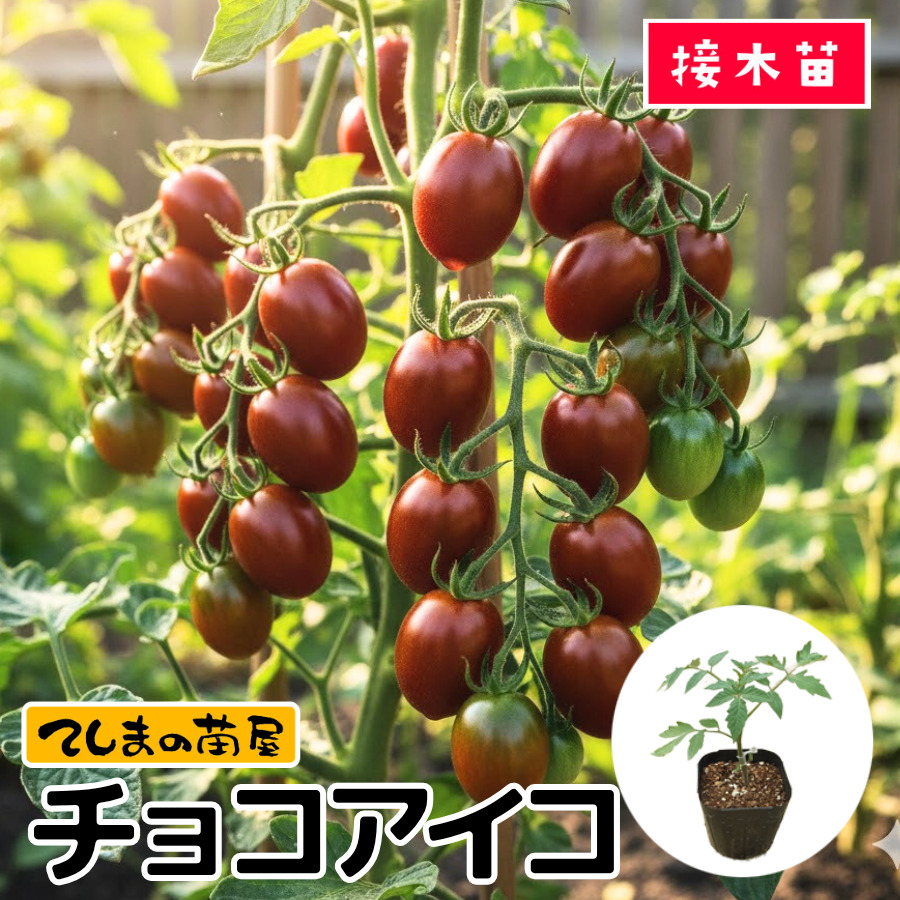 tomato-chocoaiko-9.jpg
