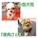 蝦夷鹿の角　小型犬用