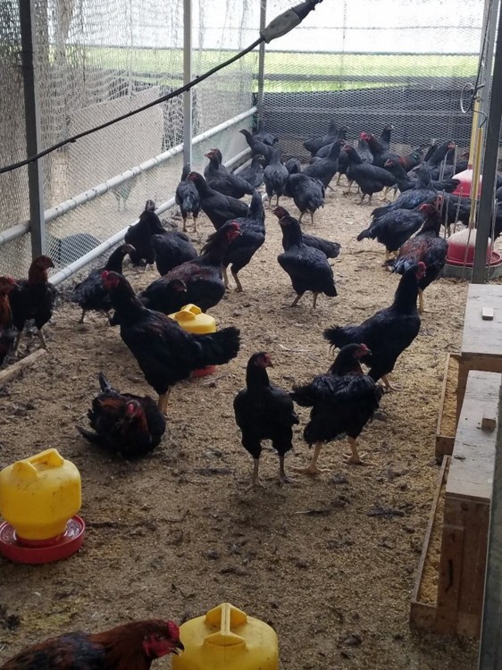 送料込み しゃも焼き ヤキ 焼肉セット 企業組合 ごめんシャモ研究会 高知県 期日指定できません スーパーフジの通販 Fuji Prime 通販 Paypayモール