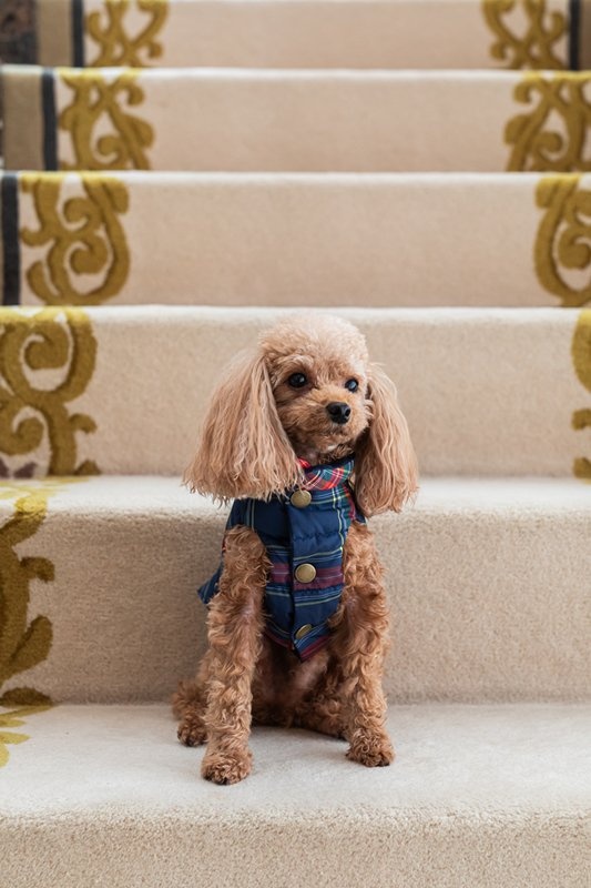 プエルト PUERTO オックスフォード リバーシブルダウンベスト 4【小型犬 犬服 ウエア アウター 上着 コート セレブ 】_1
