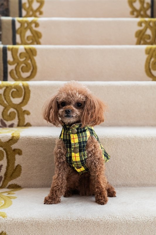 プエルト PUERTO オックスフォード リバーシブルダウンベスト 4h【小型犬 犬服 ウエア アウター 上着 コート セレブ 】_2