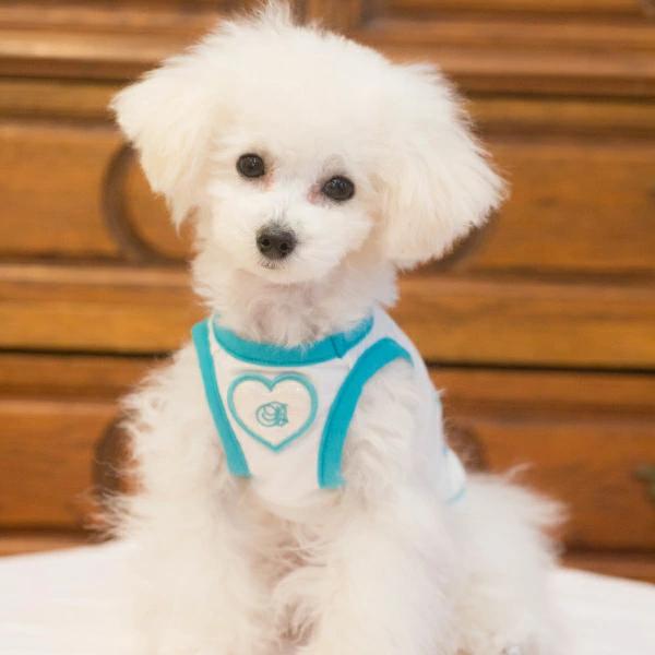 ブルブブ BUL BU-BU ハートT/K【小型犬 犬服 ウエア トップス ブルブブ BUL BU-BU ハートT/K【小型犬 犬服 ウエア トップス