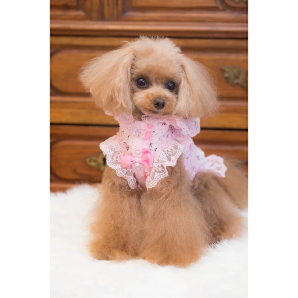 ブルブブ BUL BU-BU ラッピングレースP/K XXS/XS【小型犬 犬服 ウエア トップス パーカー セレブ】の画像