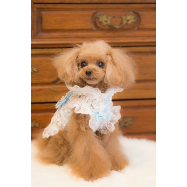 ブルブブ BUL BU-BU ラッピングレースP/K XXS/XS【小型犬 犬服 ウエア トップス パーカー セレブ】の画像