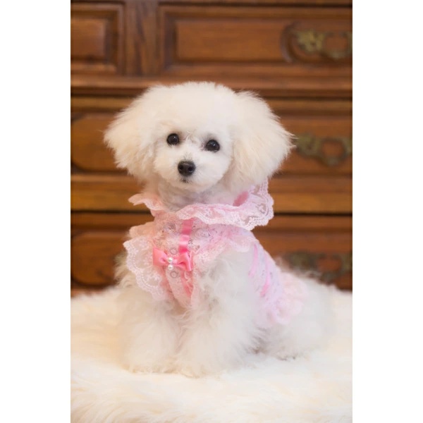 ブルブブ BUL BU-BU ラッピングレースP/K XXS/XS【小型犬 犬服 ウエア トップス パーカー セレブ】の画像