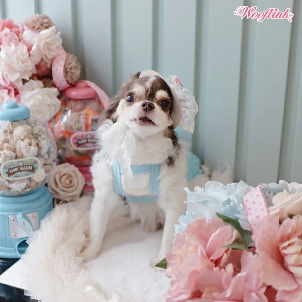 TIARA PETS JAPAN - WOOFLINK ウーフリンク｜Yahoo!ショッピング