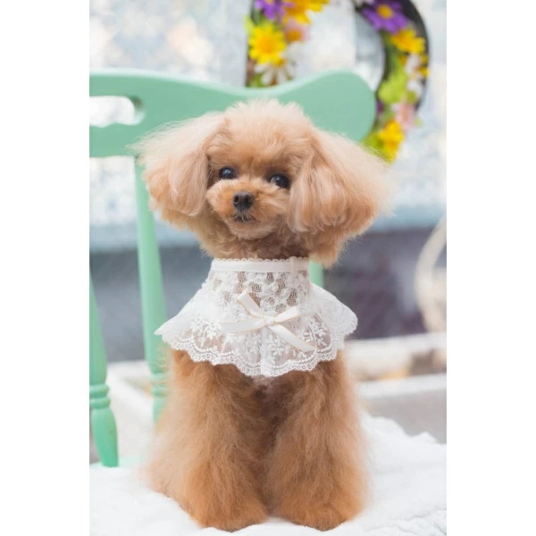楽天市場】ブルブブ BUL BU-BU Ribbon Denim S/K【小型犬 犬服