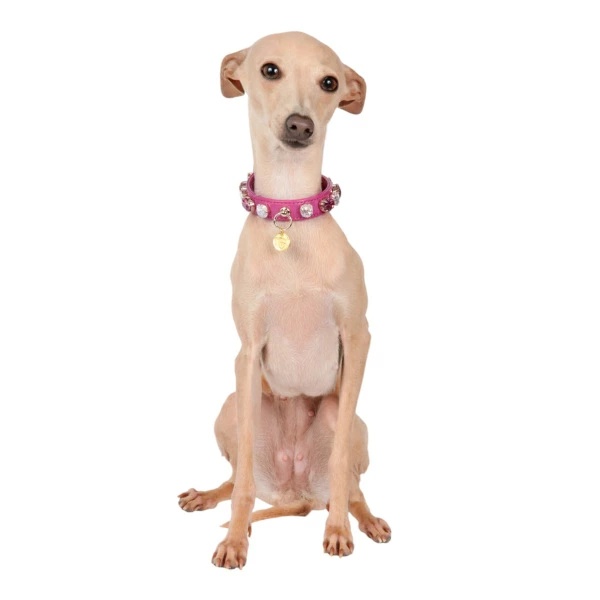 シャーロットドレス Charlotte's Dress Art. f1568N collar Darlene【小型犬用 犬用 カラー 首輪 セレブ】_1