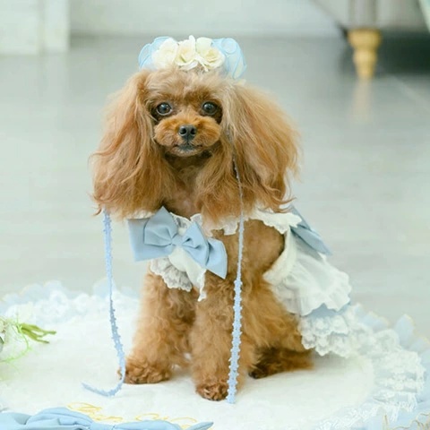 きゃんナナ CanNana アリスエプロンワンピース 1161【小型犬 犬服