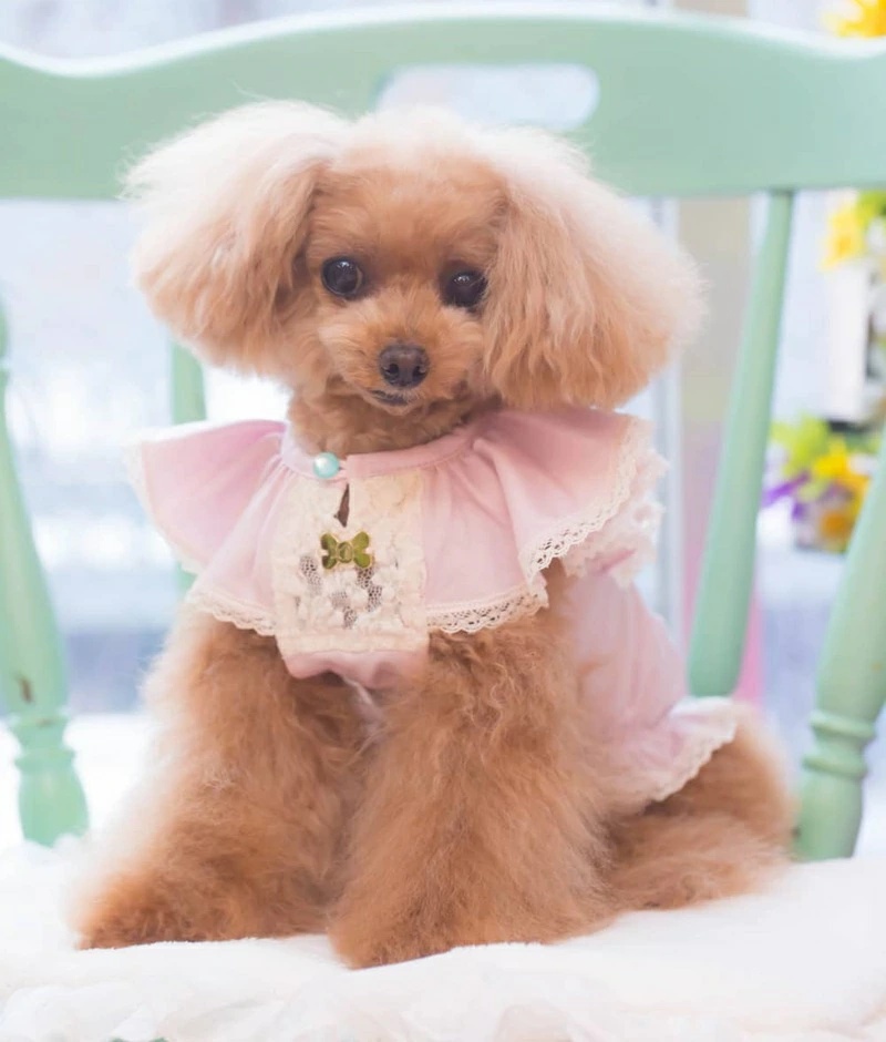 ブルブブ BUL BU-BU 犬服　Sサイズ 楽天市場】ブルブブ BUL BU-BU マナーブルマ【小型犬 犬服