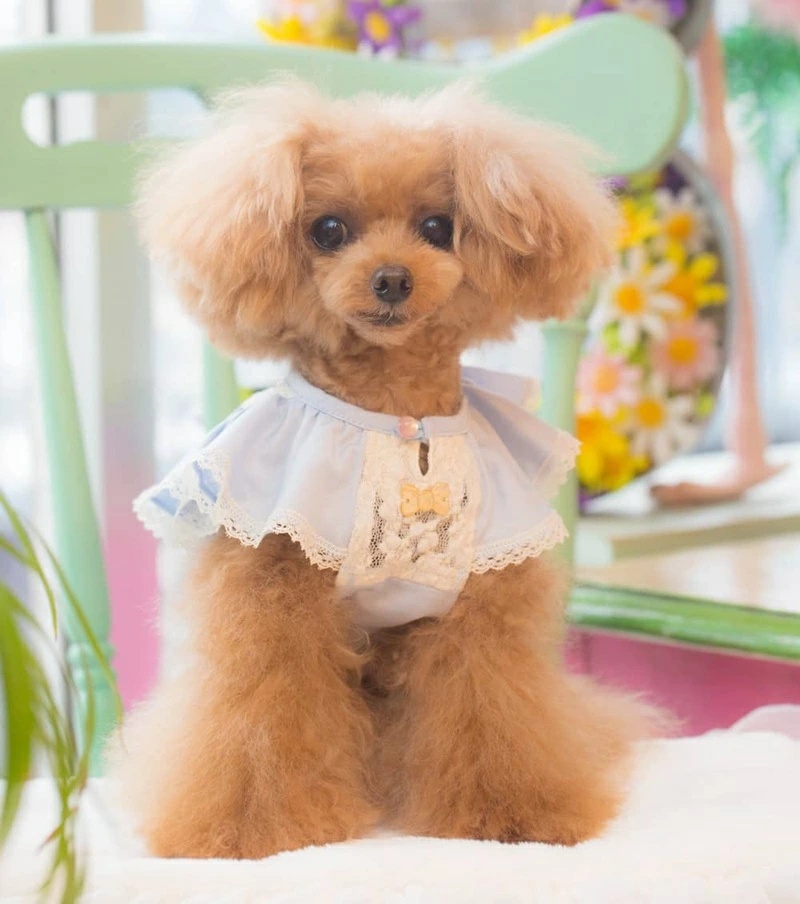 ブルブブ BUL BU-BU 犬服　Sサイズ 楽天市場】ブルブブ BUL BU-BU レーシーインナーTee【小型犬 犬