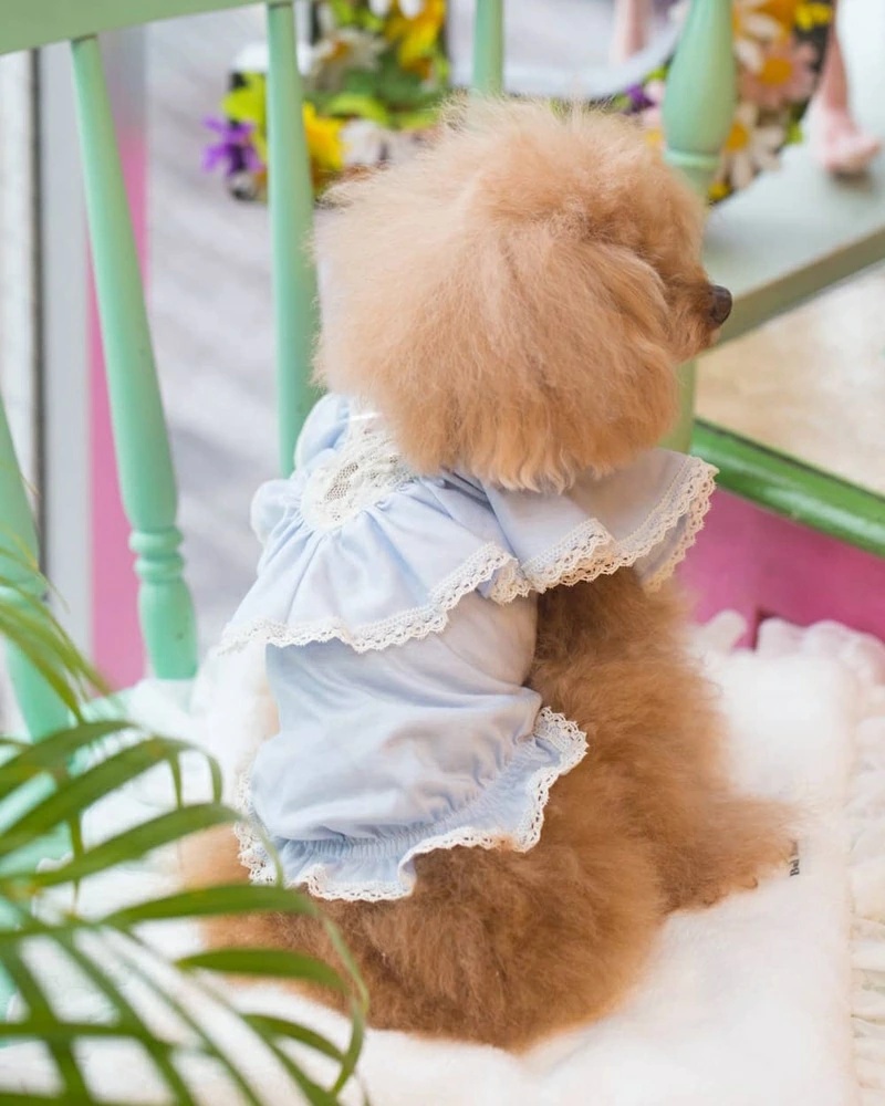 【新品値札つき】犬服　ブルブブ　BLU-BU-BU　わんちゃん服　SSサイズ 新品値札つき】犬服 ブルブブ BLU-BU-BU わんちゃん服 SSサイズ