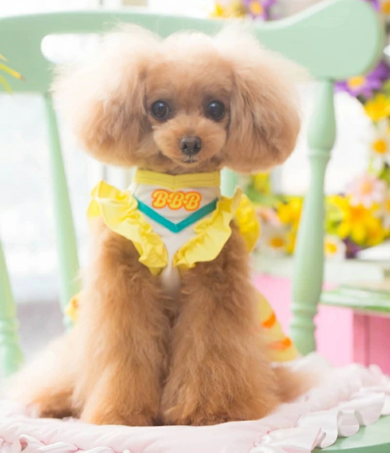 ブルブブ BUL BU-BU チアO/P XXS/XS【小型犬 犬服 ワンピース スカート ドレス セレブ】の画像