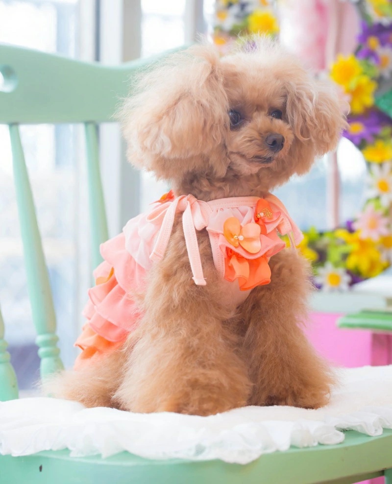 【超貴重！美品】Bul bu-bu × picone 限定カラー　ワンピース　犬 超貴重！美品】Bul bu-bu × picone 限定カラー ワンピース 犬