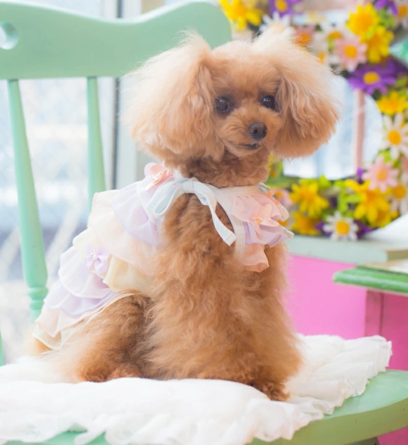 【新品値札つき】犬服　ブルブブ　BLU-BU-BU　わんちゃん服　SSサイズ 新品値札つき】犬服 ブルブブ BLU-BU-BU わんちゃん服 SSサイズ
