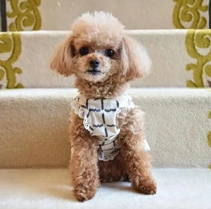 プエルト PUERTO KASURIガーデンエプロン（WH）【小型犬 犬服 ウエア トップス カットソー エプロン セレブ】 3hの画像