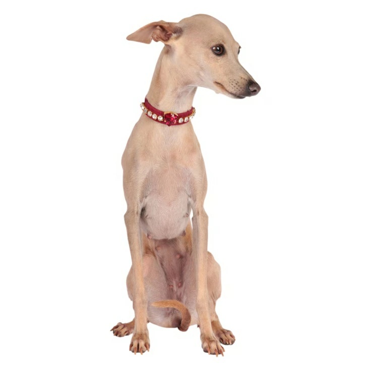 シャーロットドレス Charlotte's Dress Art. f1641N collar Fabulous Bordeaux【犬用 カラー ハーネス リード セレブ】_1