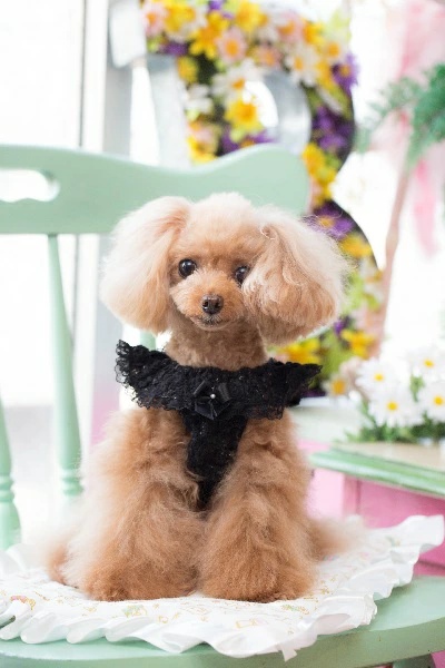 ブルブブ BUL BU-BU キラキラリボンキャミ SSS/SS/SSL/S【小型犬 犬服 トップス キャミソール タンクトップ セレブ】の画像