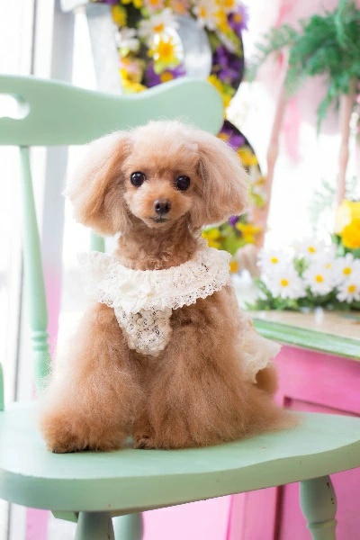 ブルブブ BUL BU-BU キラキラリボンキャミ SSS/SS/SSL/S【小型犬 犬服 トップス キャミソール タンクトップ セレブ】の画像