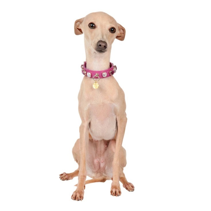 シャーロットドレス Charlotte's Dress Art. f1568N collar Darlene【犬用 カラー ハーネス リード セレブ】_2