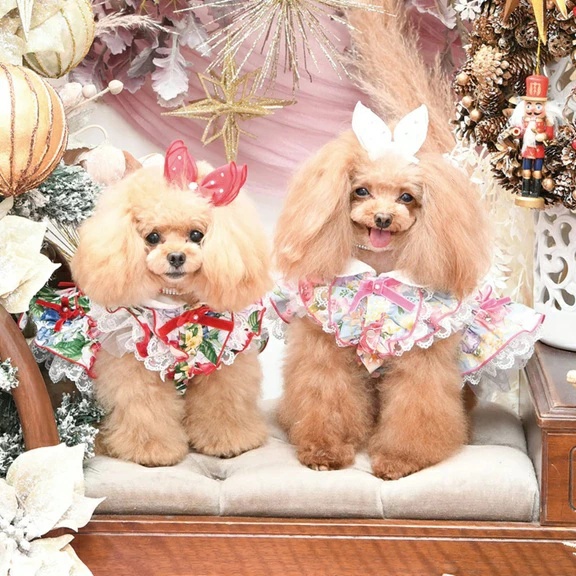 TIARA PETS JAPAN - Luxe Birdie リュクスバーディ｜Yahoo!ショッピング