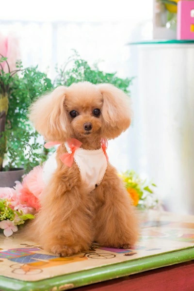 ブルブブ BUL BU-BU COOL グラデO/P【小型犬 犬服 トップス