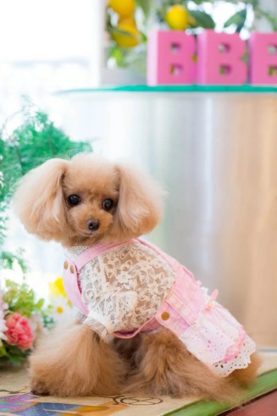 ブルブブ BUL BU-BU Gingham DENIM S/K【小型犬 犬服 スカート