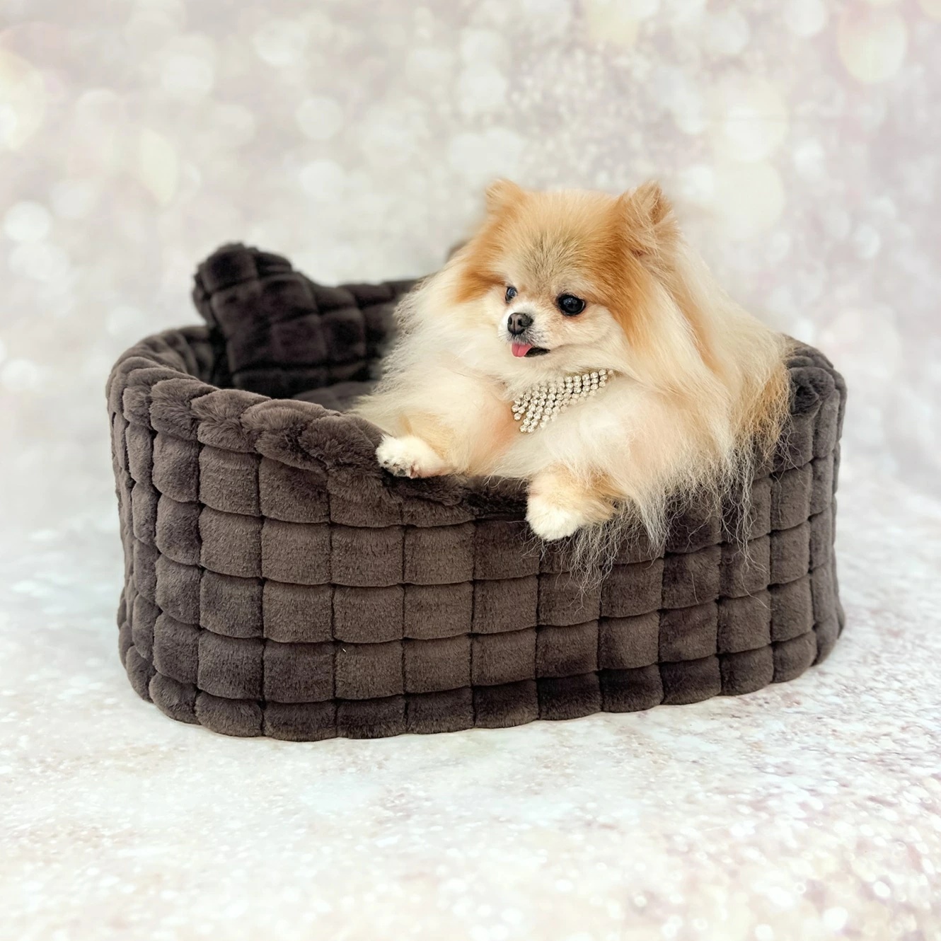 フォーペッツオンリー For Pets Onl...の詳細画像1