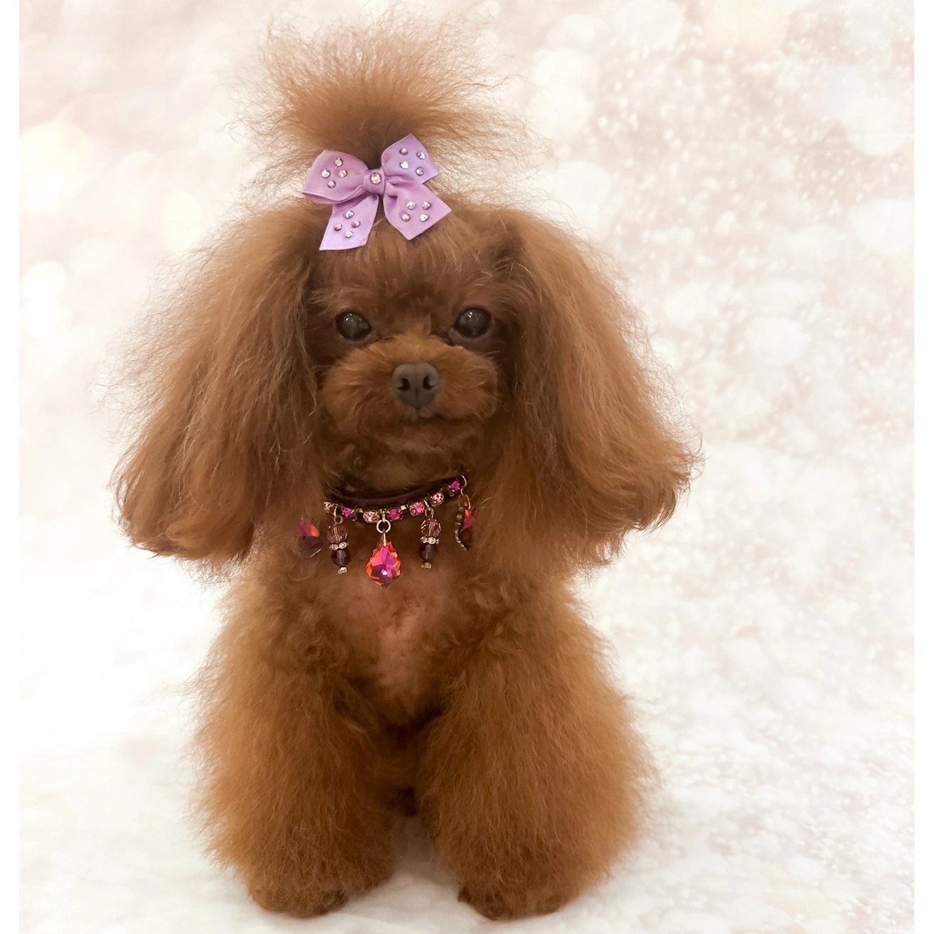 フォーペッツオンリー For Pets Only Magic Drops Collar Burgundy【小型犬用 犬用 カラー 首輪 セレブ】_1