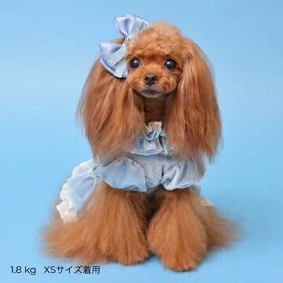 ゴッドピヴァ GODPIVA★ご予約★ドットプリマワンピース【小型犬 犬服 ワンピース ドレス スカート】の画像