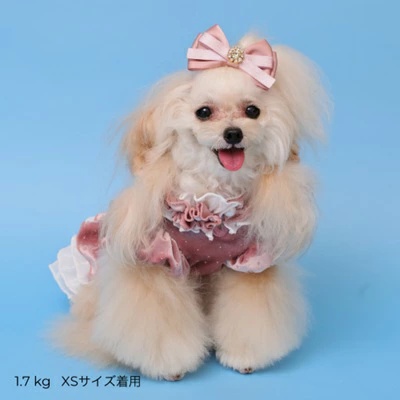 ゴッドピヴァ GODPIVA★ご予約★ドットプリマワンピース【小型犬 犬服 ワンピース ドレス スカート】の画像