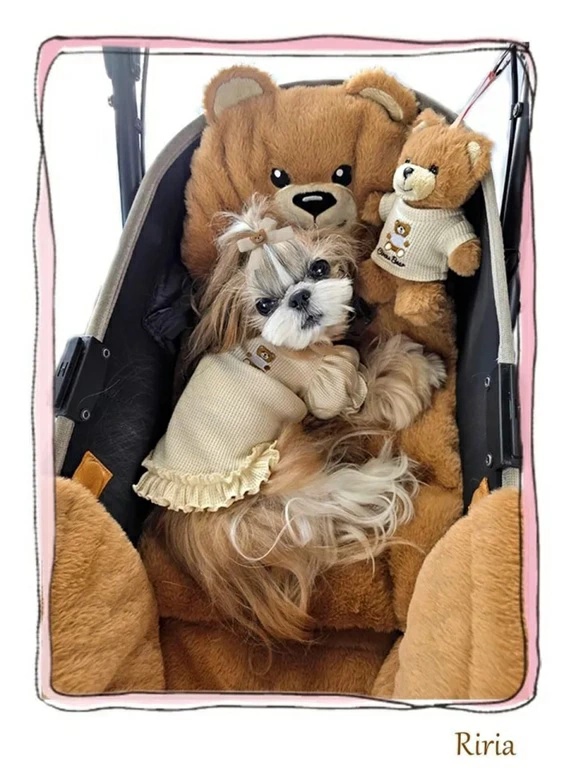 サーカスサーカス 犬の商品一覧 通販 - Yahoo!ショッピング