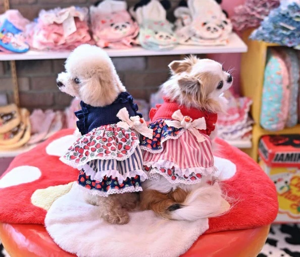 TIARA PETS JAPAN - J&K animals J&Kアニマルズ｜Yahoo!ショッピング