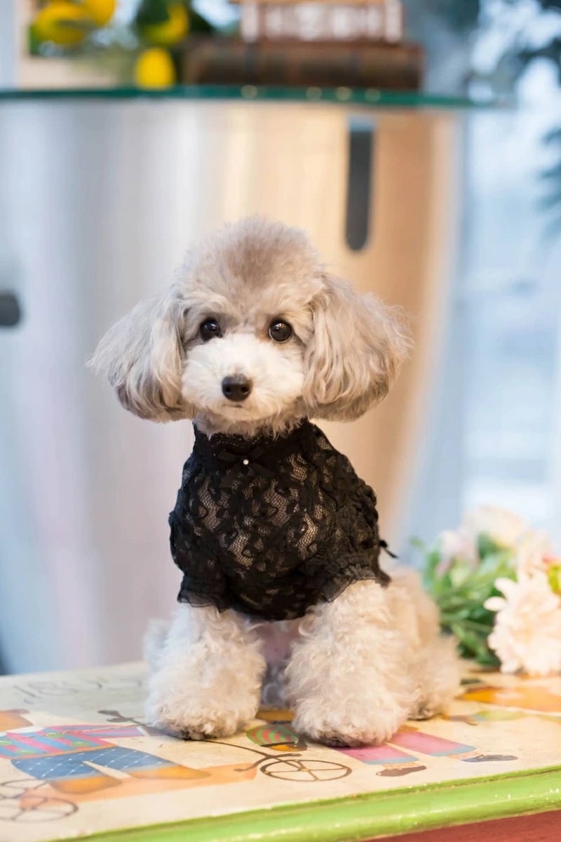 ブルブブ BUL BU-BU レーシーインナーTee XXS/XS【小型犬 犬服