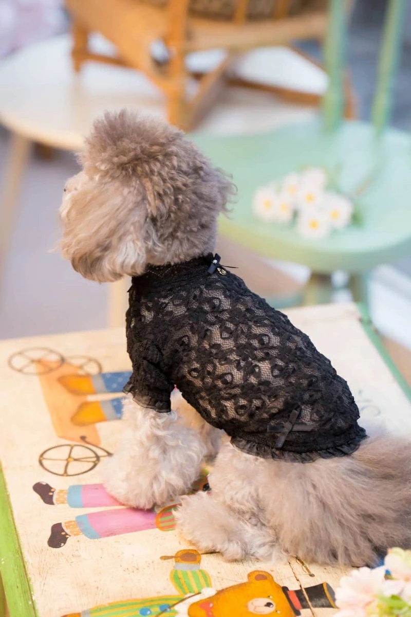 ブルブブ BUL BU-BU レーシーインナーTee XXS/XS【小型犬 犬服