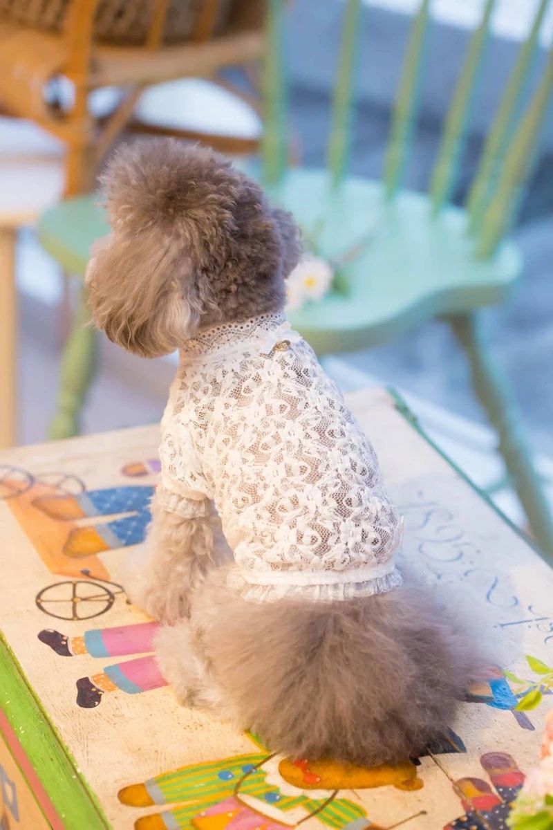 ブルブブ BUL BU-BU レーシーインナーTee XXS/XS【小型犬 犬服