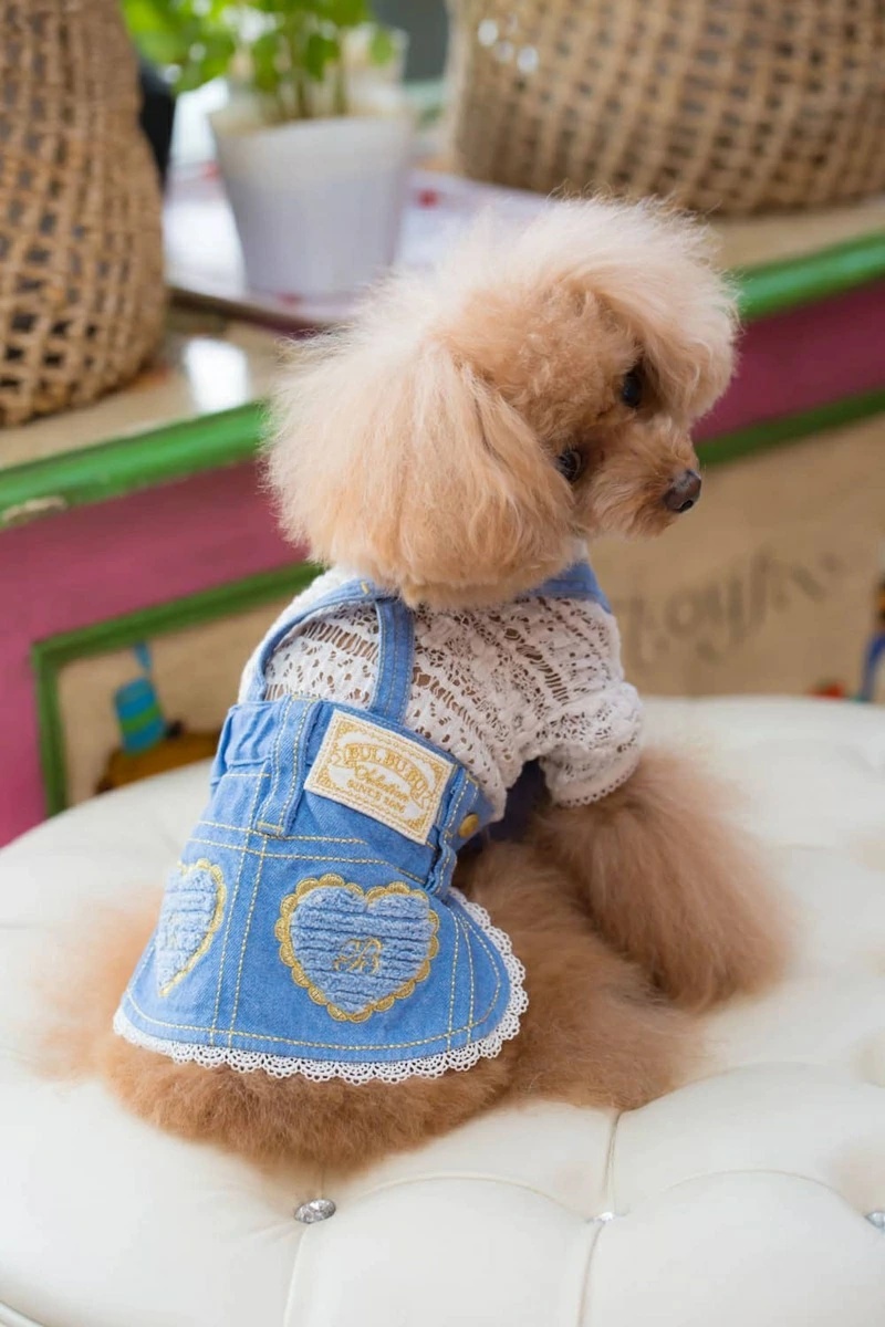 ブルブブ BUL BU-BU レーシーインナーTee XXS/XS【小型犬 犬服