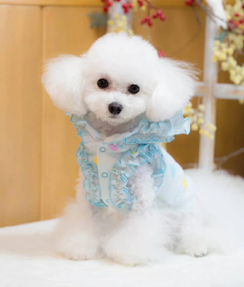 ブルブブ BUL BU-BU カラフルハートキルティングP/K XXS/XS【小型犬 犬