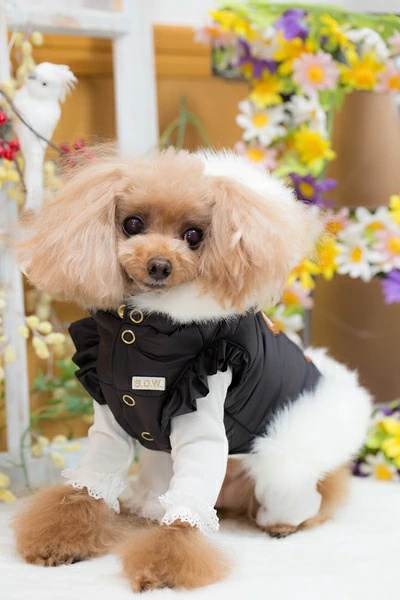 ブルブブ BUL BU-BU キラキラベア中綿P/K XXS/XS【小型犬 犬服