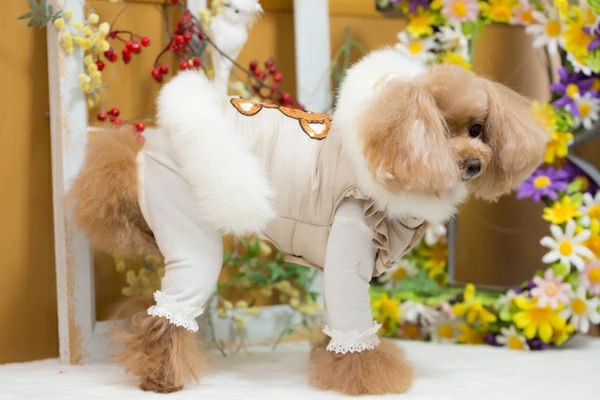 BUL BU-BU (ブルブブ)　犬服 ブルブブ BUL BU-BU キラキラベア中綿P/K XXS/XS【小型犬 犬服