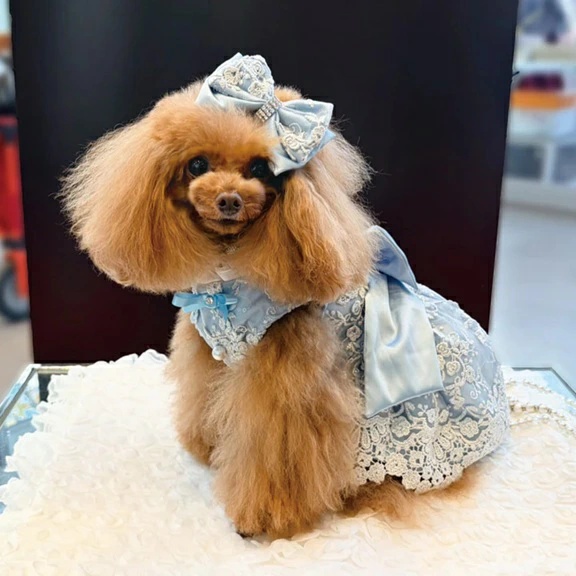 Luxe birdie 犬用ドレス Mサイズ リュクスバーディ Luxe birdie