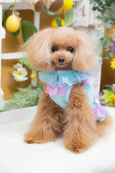 ブルブブCOOL LAUREL 犬服 XS カップケーキ刺繍 ブルブブ BUL BU-BU Sweet Candy Camisole XXS/XS【小型犬 犬服