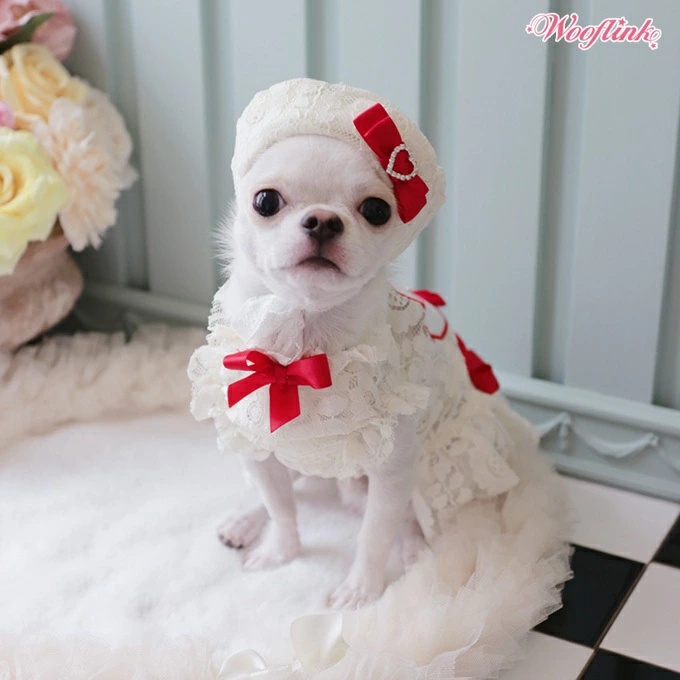 TIARA PETS JAPAN - WOOFLINK ウーフリンク｜Yahoo!ショッピング
